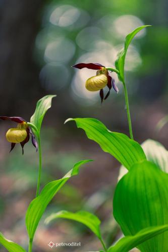 Венерина-обувка-Cypripedium-calceolus