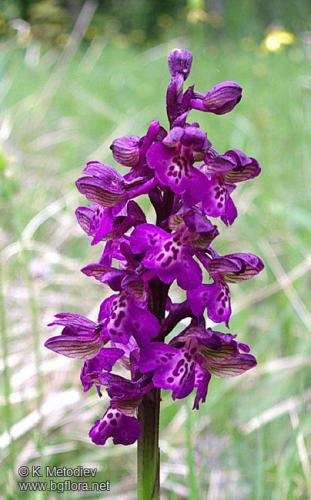 Обикновен-салеп-Orchis-morio