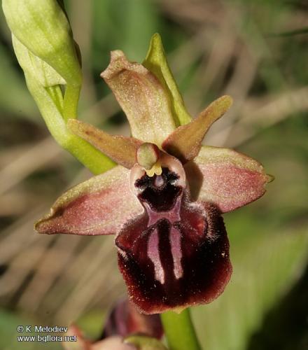 Паяковидна-пчелица-Ophrys-mammosa
