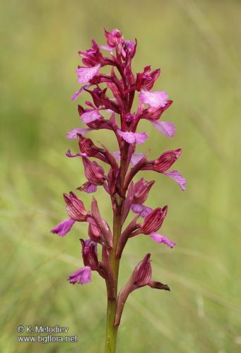 Пеперудоцветен-салеп-Orchis-papilionacea