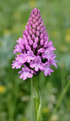 Пирамидален-анакамптисAnacamptis-pyramidalis