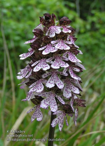 Пурпурен-салеп-Orchis-purpurea