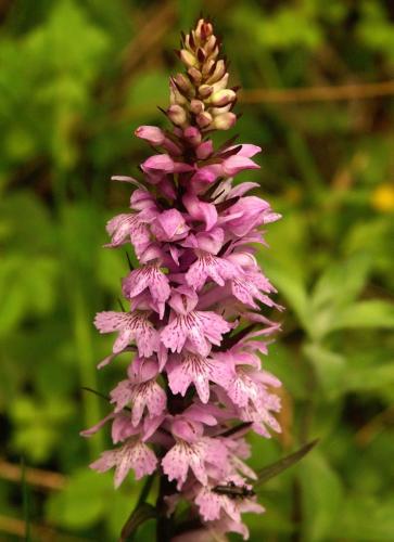 Торбест-дланокоренник-Dactylorhiza-saccifera