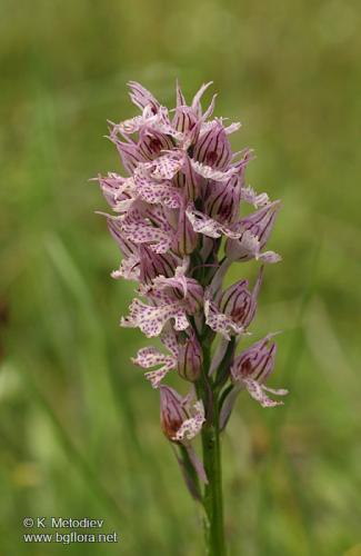 Тризъбест-салеп-Orchis-tridentata